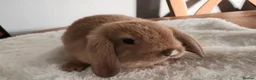Mini Lop rabbits for sale: Beautiful mini lops  - Advert 1