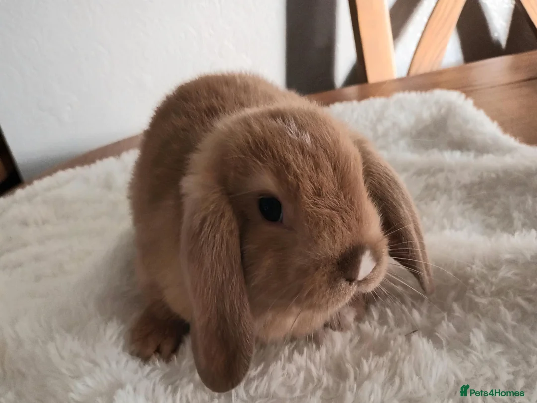 Mini Lop rabbits for sale: Beautiful mini lops  - Advert 1