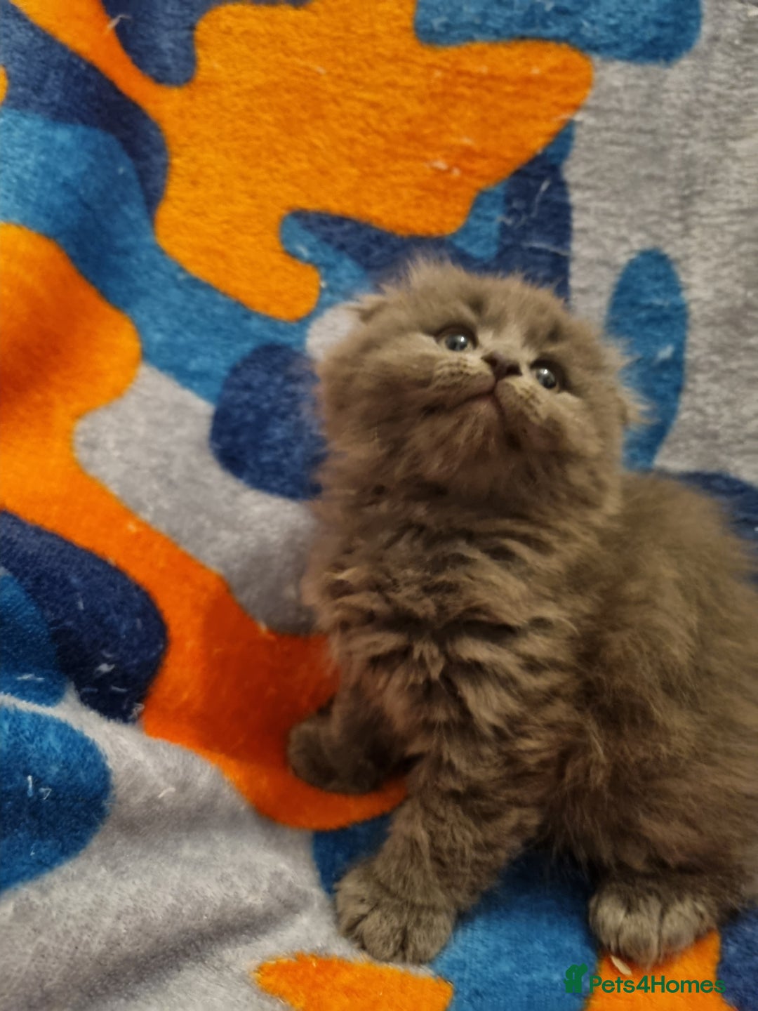 Scottish Fold cats for sale: Beautiful Scottishsh fold kittens  - Image 5