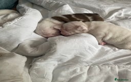 English Bulldog dogs for sale: 4 KC English Bulldog Puppies  - Image 3