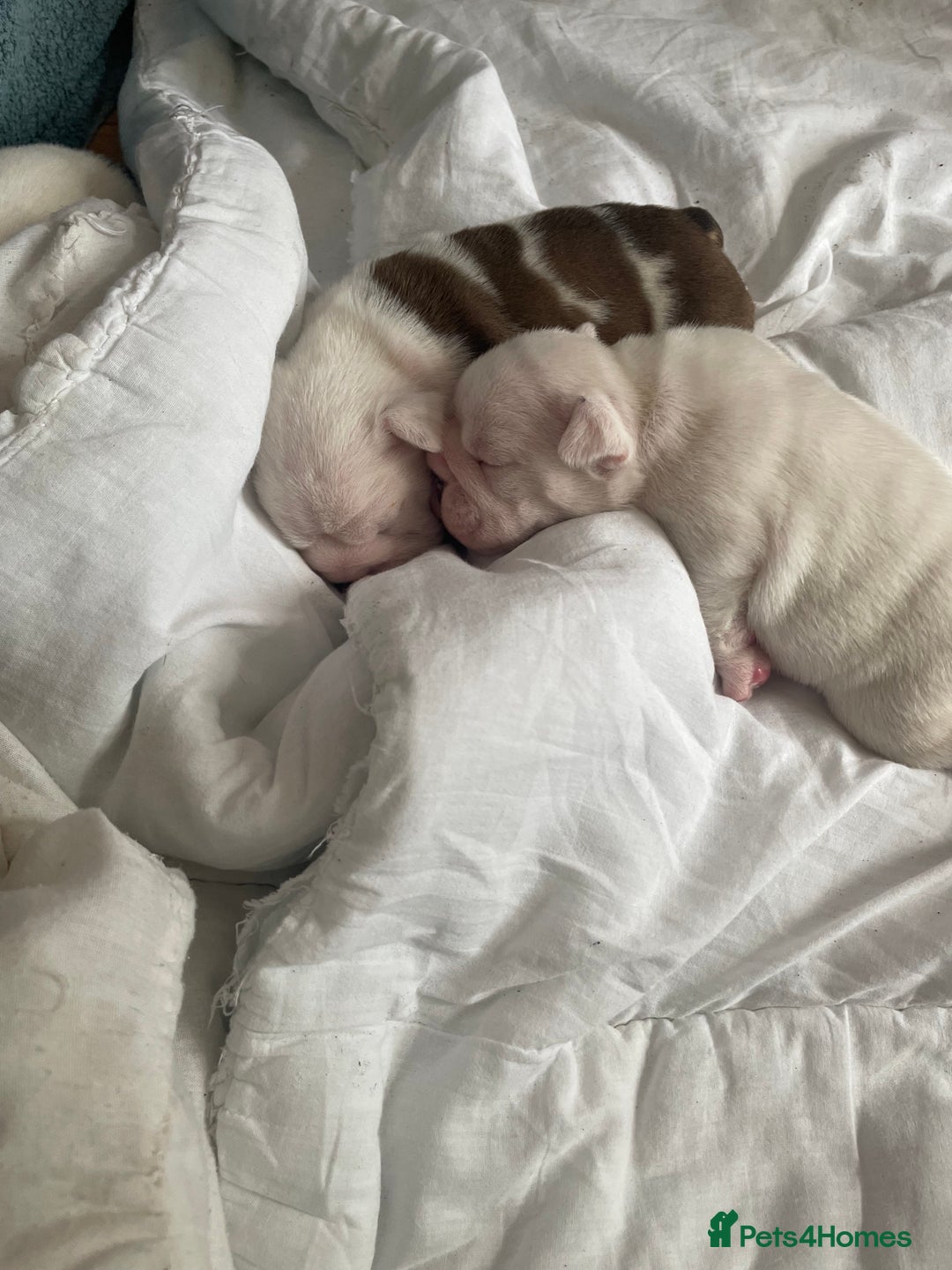 English Bulldog dogs for sale: 4 KC English Bulldog Puppies  - Image 3