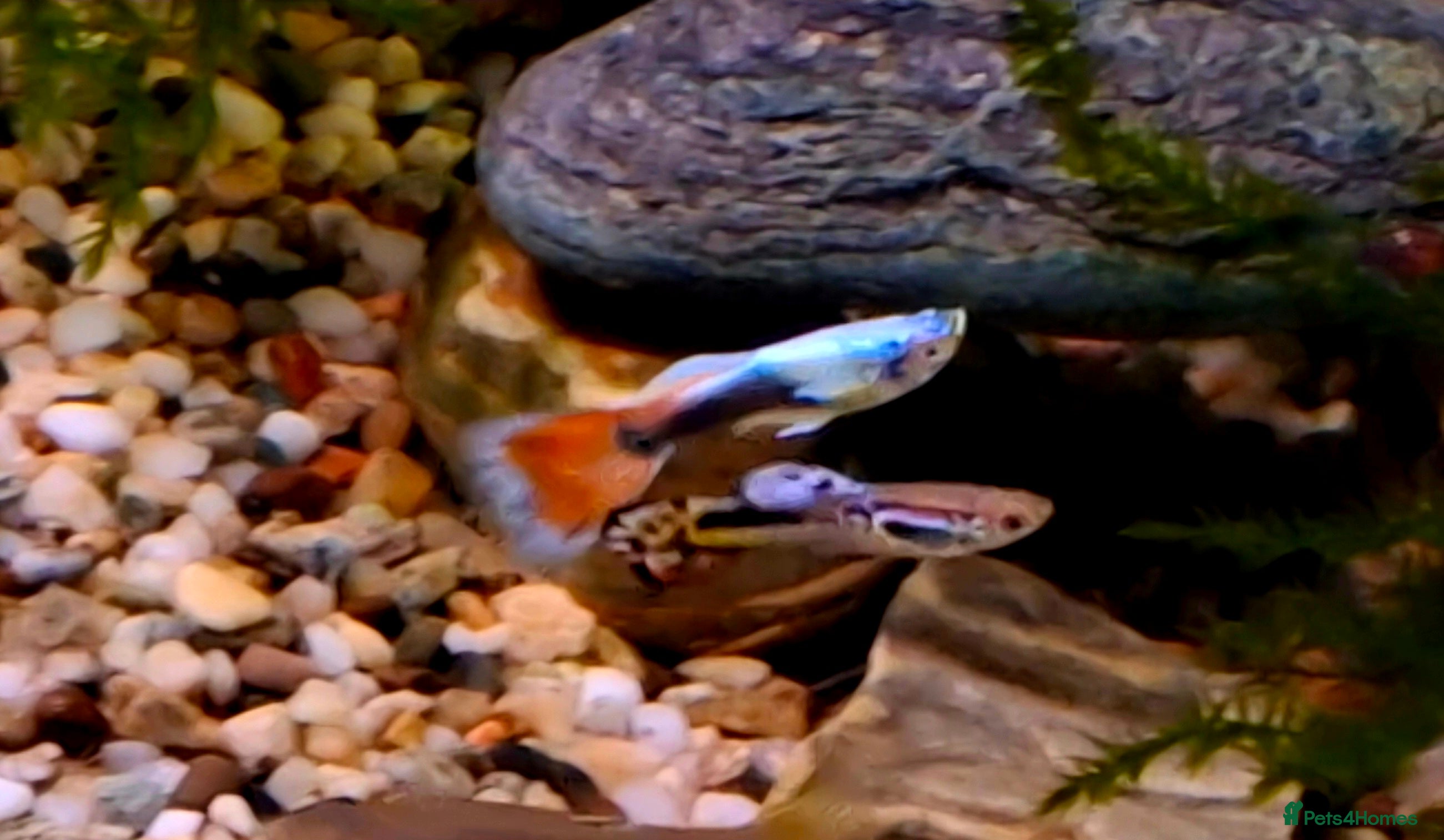 Bettas fish topaz guppies albino mix - Advert 1