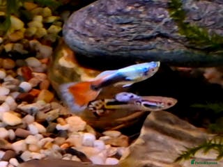 Bettas fish topaz guppies albino mix - Advert 1