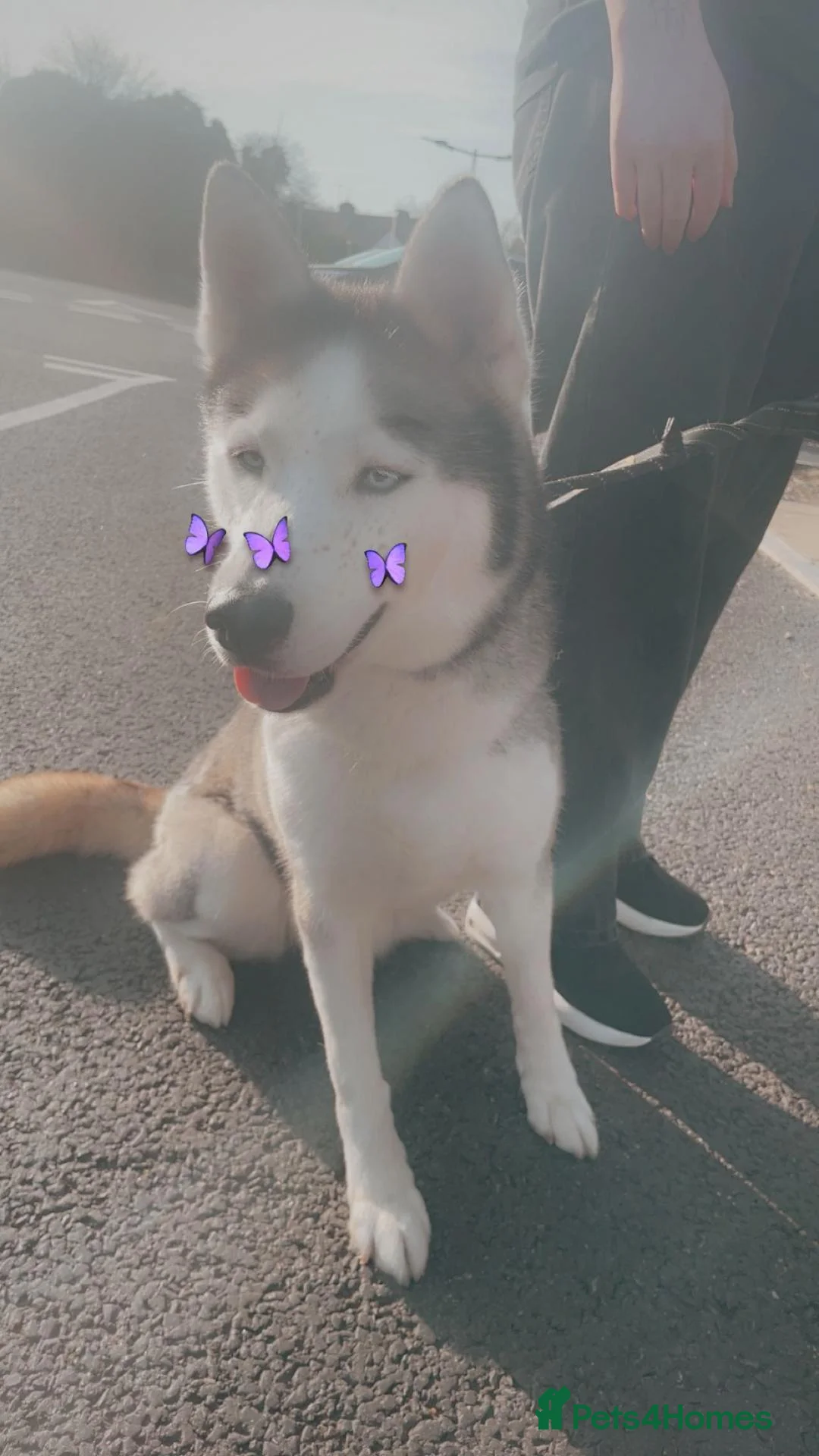 Siberian Husky dogs for sale: Siberian Husky  - Advert 2