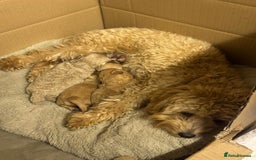 Maltipoo dogs for sale: Gorgeous Girl Ella 7 Months Old - Image 10