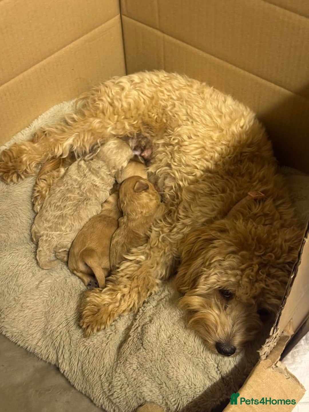 Maltipoo dogs for sale: Gorgeous Girl Ella 7 Months Old - Image 10