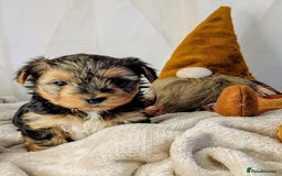 Yorkshire Terrier dogs for sale: 4 week old miniature Yorkshire terriers, 7 males  - Image 7