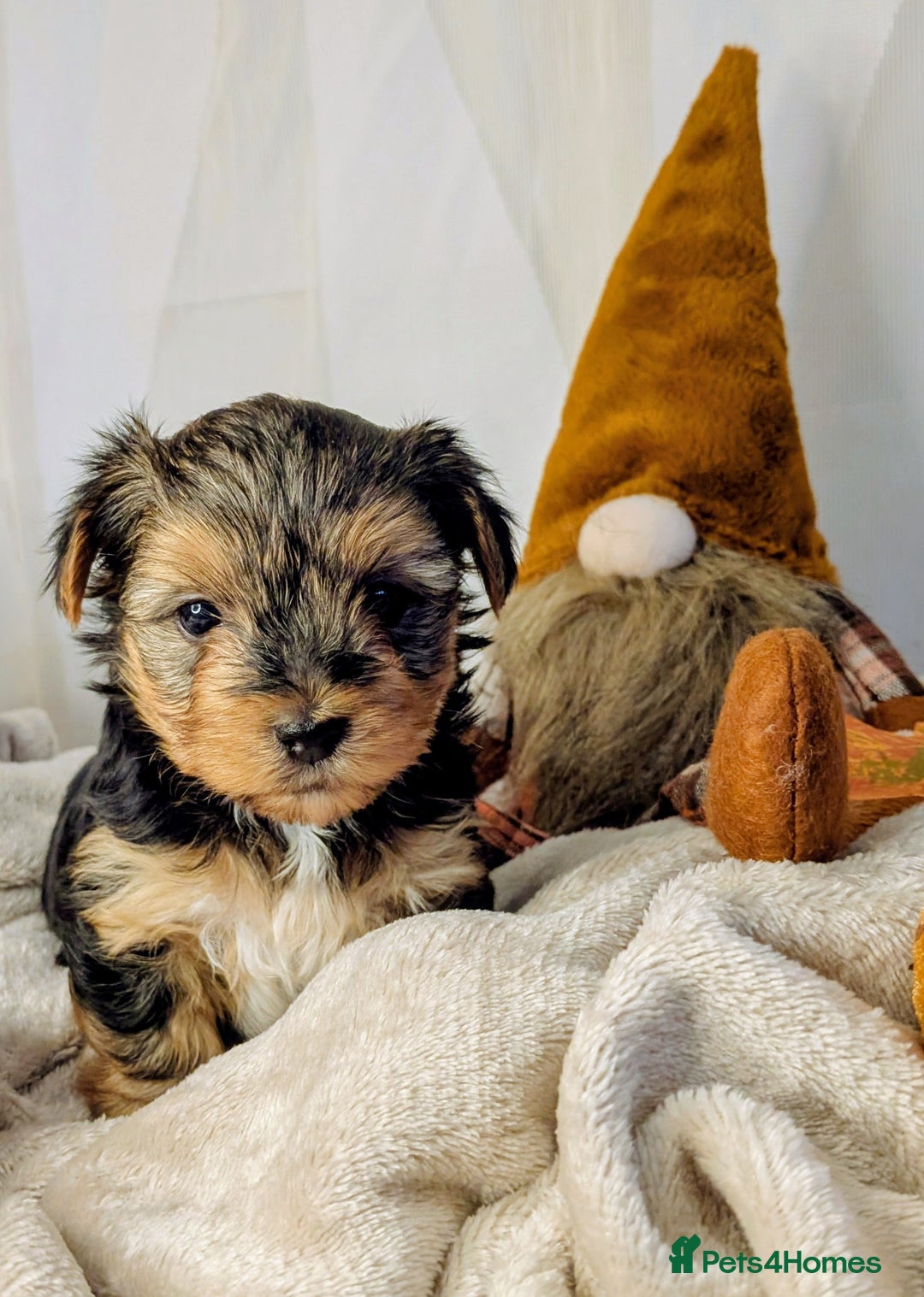 Yorkshire Terrier dogs for sale: 4 week old miniature Yorkshire terriers, 7 males  - Image 7