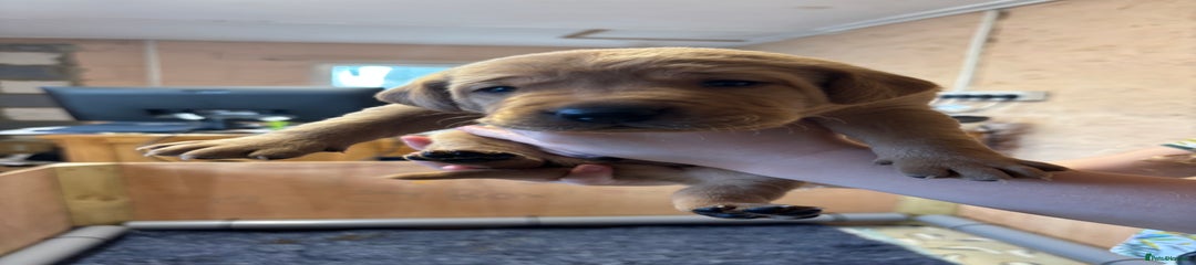 Fox Red Labrador Red collar