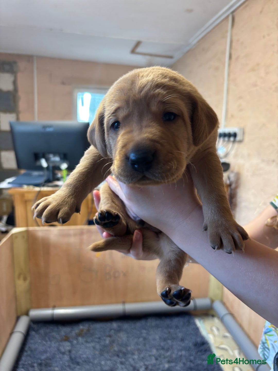 Labrador Retriever dogs for sale: Stunning  KC registered Labrador puppies - Image 6