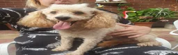 Toy Poodle dogs for stud: apricot toy poodle for stud  - Advert 1
