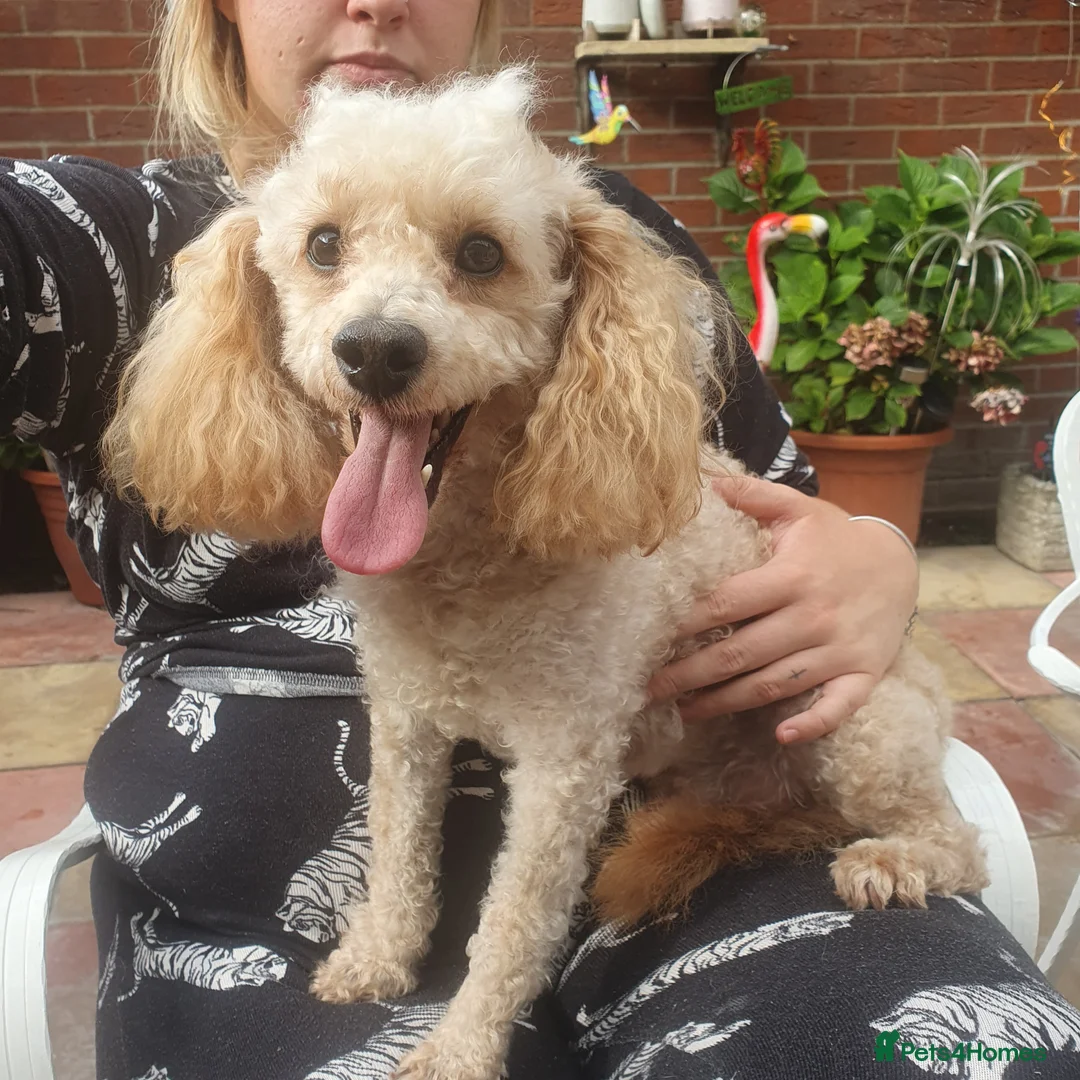 Toy Poodle dogs for stud: apricot toy poodle for stud  - Advert 1