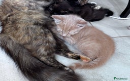 Mixed Breed cats for sale: Two Gorgeous Maine Coon cross Kittens. - Image 13
