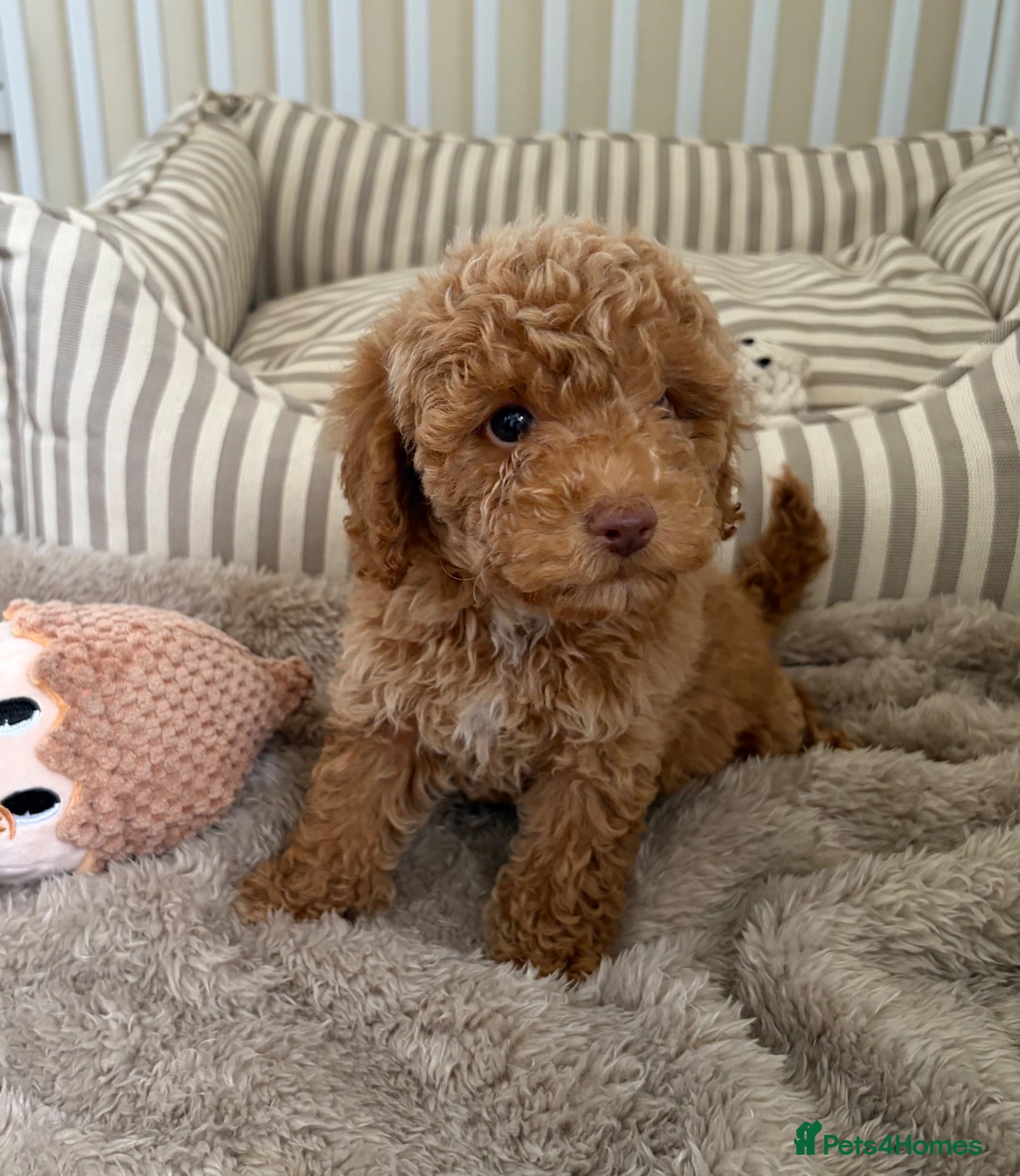 Maltipoo dogs 5🌟Korean maltipoo puppies health tested - Advert 1