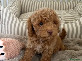 Maltipoo dogs for sale: 5🌟Korean maltipoo puppies health tested - Advert 2