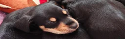 Mixed Breed dogs for sale: Adorable F1 Schnoxie puppies - Advert 5