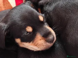 Mixed Breed dogs Adorable Schnoxie puppies - Advert 2