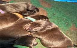Labrador Retriever dogs for sale: Chunky Chocolate Labrador Puppies  - Image 10