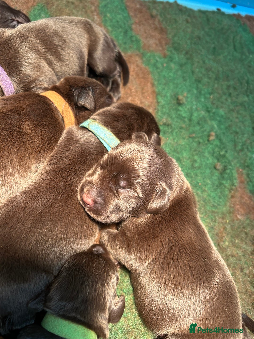 Labrador Retriever dogs for sale: Chunky Chocolate Labrador Puppies  - Image 10