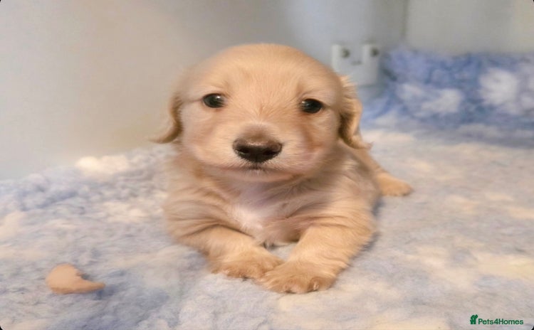 Miniature Dachshund dogs - Advert 11