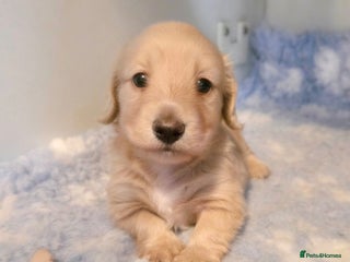 Miniature Dachshund dogs - Advert 5