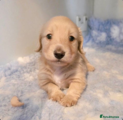 Miniature Dachshund dogs - Advert 11