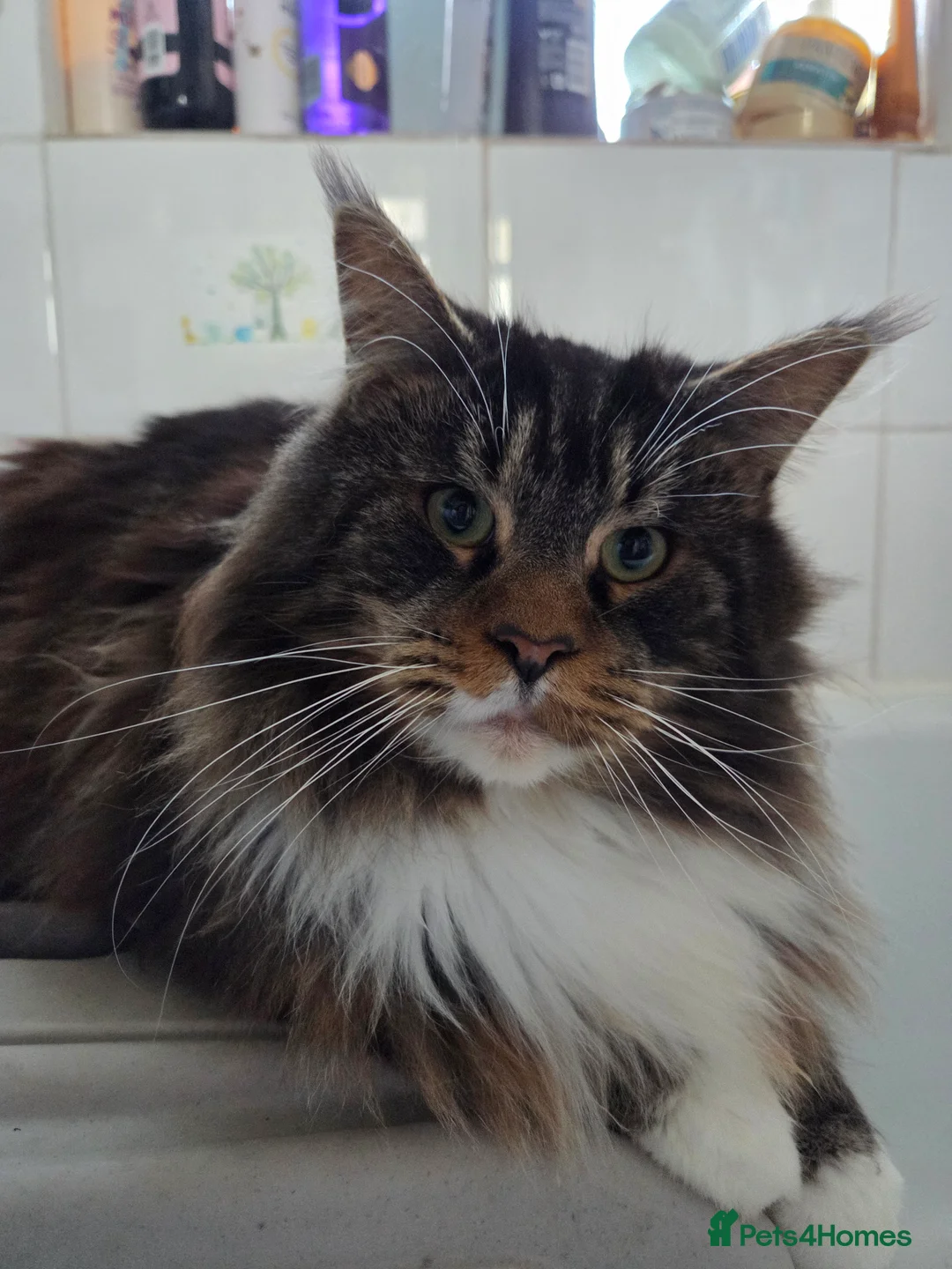 Maine Coon cats for stud: Beautiful boy for stud  - Advert 3