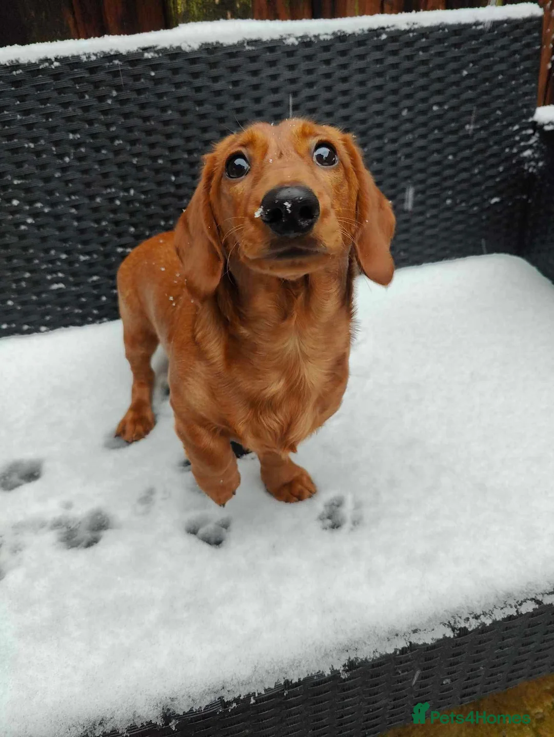 Miniature Dachshund dogs for stud: Miniature Daschund for Stud - Advert 1