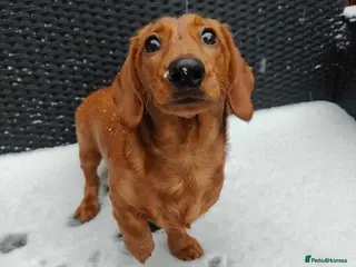 Miniature Dachshund dogs Miniature Daschund for Stud - Advert 1