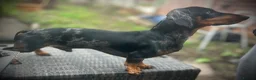 Miniature Dachshund dogs for stud: Miniature Black and Tan dapple for stud - Advert 4