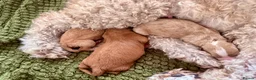 Australian Labradoodle dogs for sale: Multigenerational Australian Labradoodle  in Leicester - Advert 13