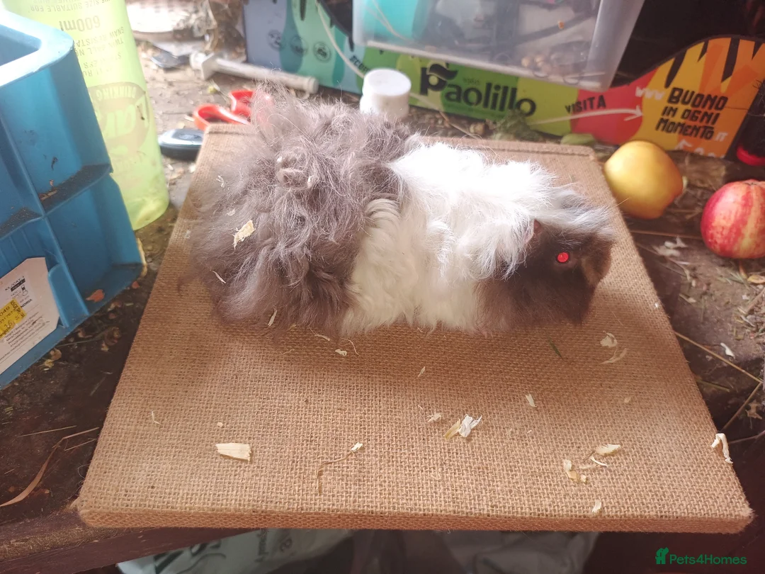 Guinea Pig rodents for sale: Longhaired baby sows - Advert 3