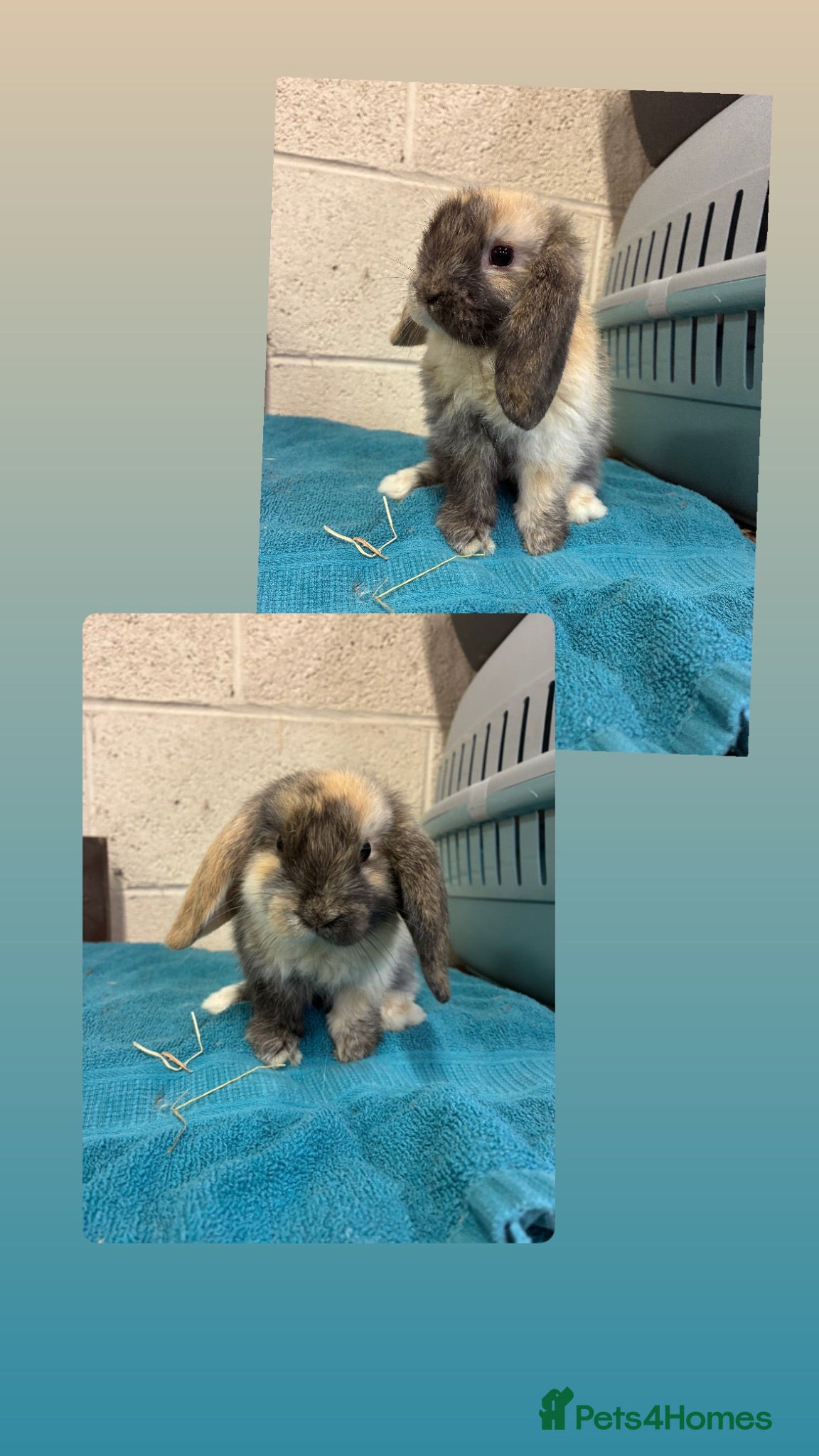 Mini Lop rabbits Mini Lop Bunnies - Advert 5