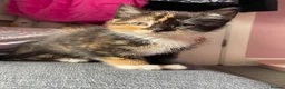Mixed Breed cats for sale: Beautiful kittens for sale in Glasgow - Advert 1