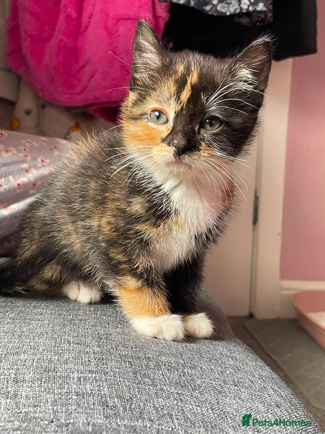 Mixed Breed cats for sale: Beautiful kittens for sale in Glasgow - Advert 1
