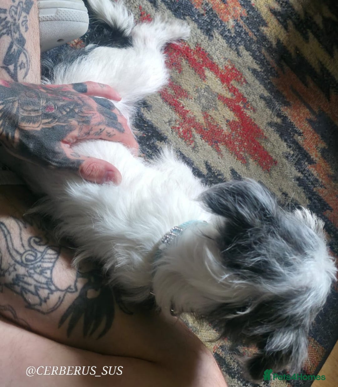 Morkie dogs for sale: Maltese cross - Image 4