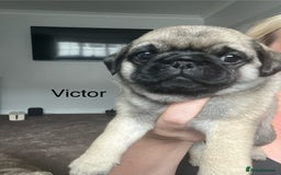 Pug dogs for sale: 1 pug (shug) who was reserved has became available - Image 3