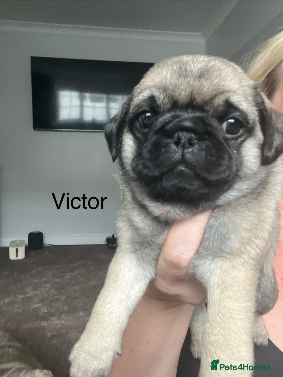 Pug dogs for sale: 1 pug (shug) who was reserved has became available - Image 3