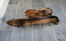 Miniature Dachshund dogs for sale: Miniature Dachshund Puppies - Image 6