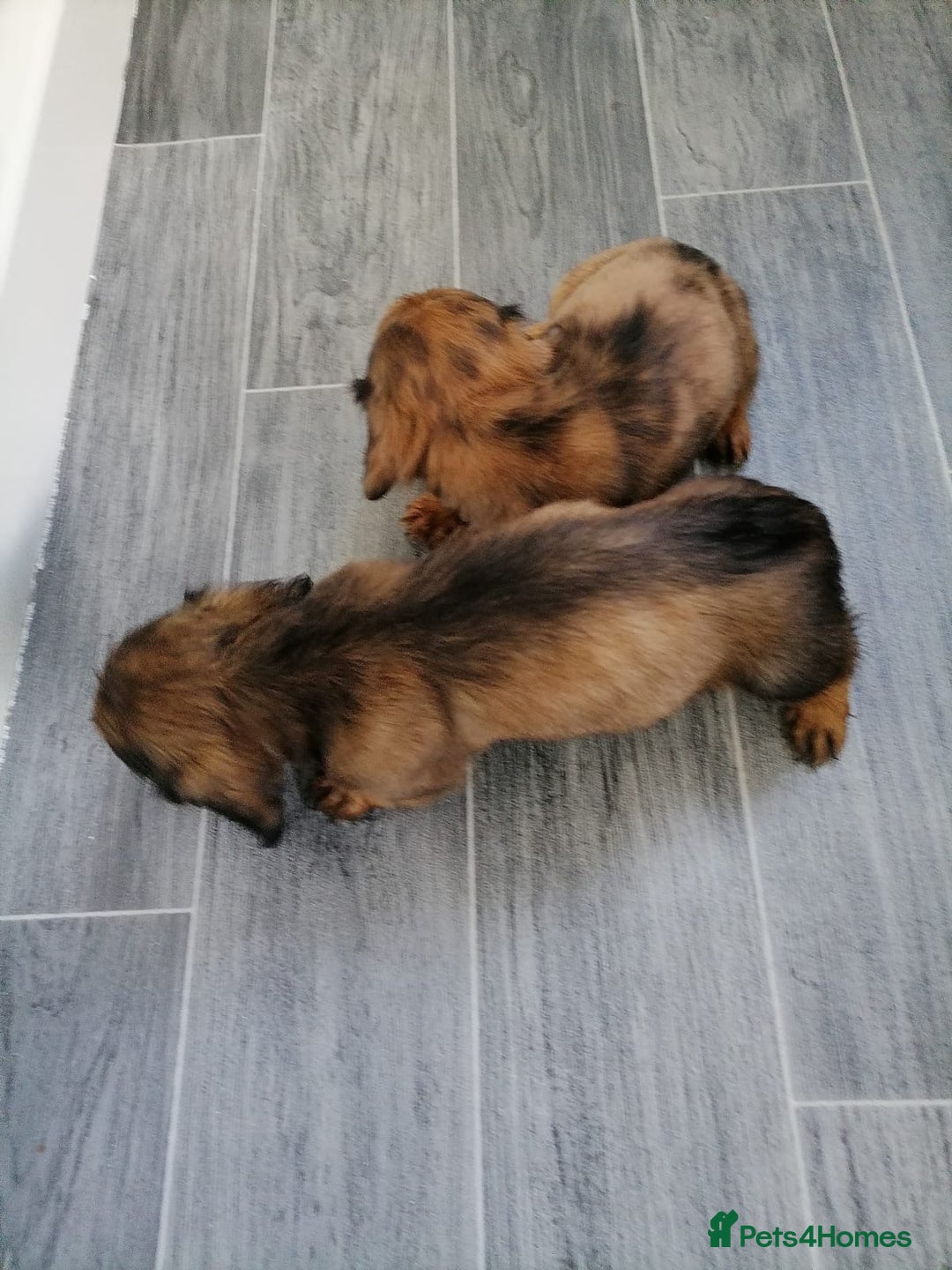 Miniature Dachshund dogs for sale: Miniature Dachshund Puppies - Image 6