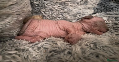Sphynx cats - Advert 1