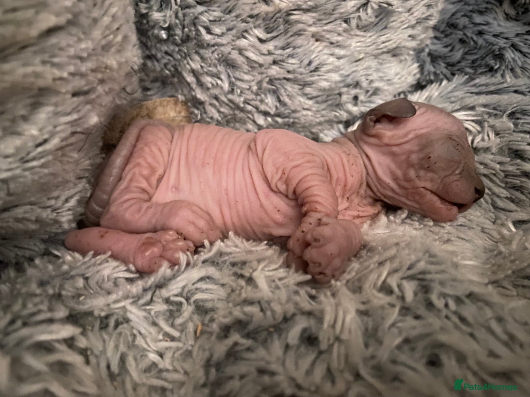 Sphynx cats for sale: Kittens sphinx Canadian  - Image 3