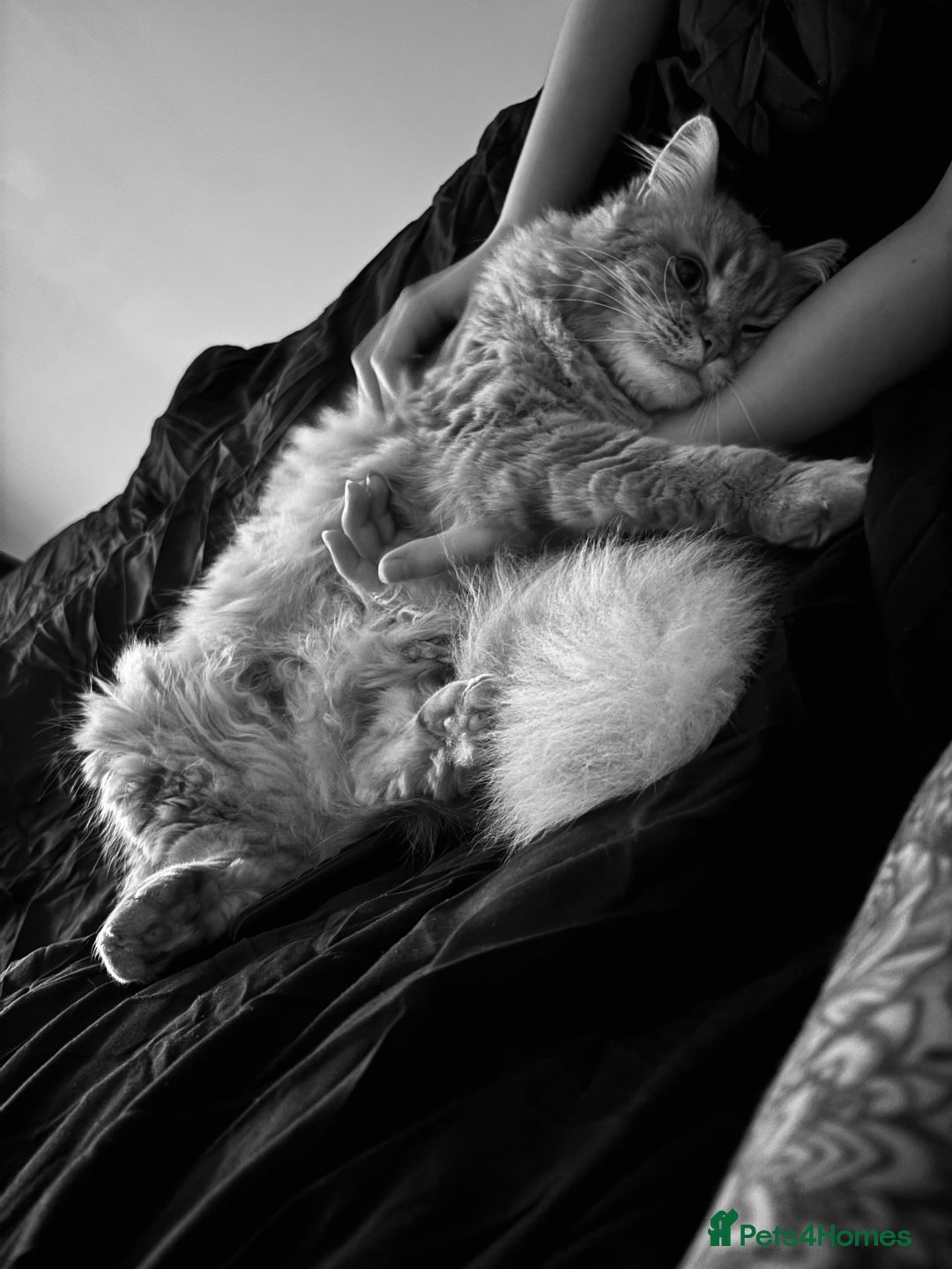 Ragdoll cats for sale: Loving cats  - Advert 5