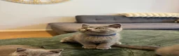 British Shorthair cats for sale: British Shorthair Kittens🐈‍⬛  - Advert 10