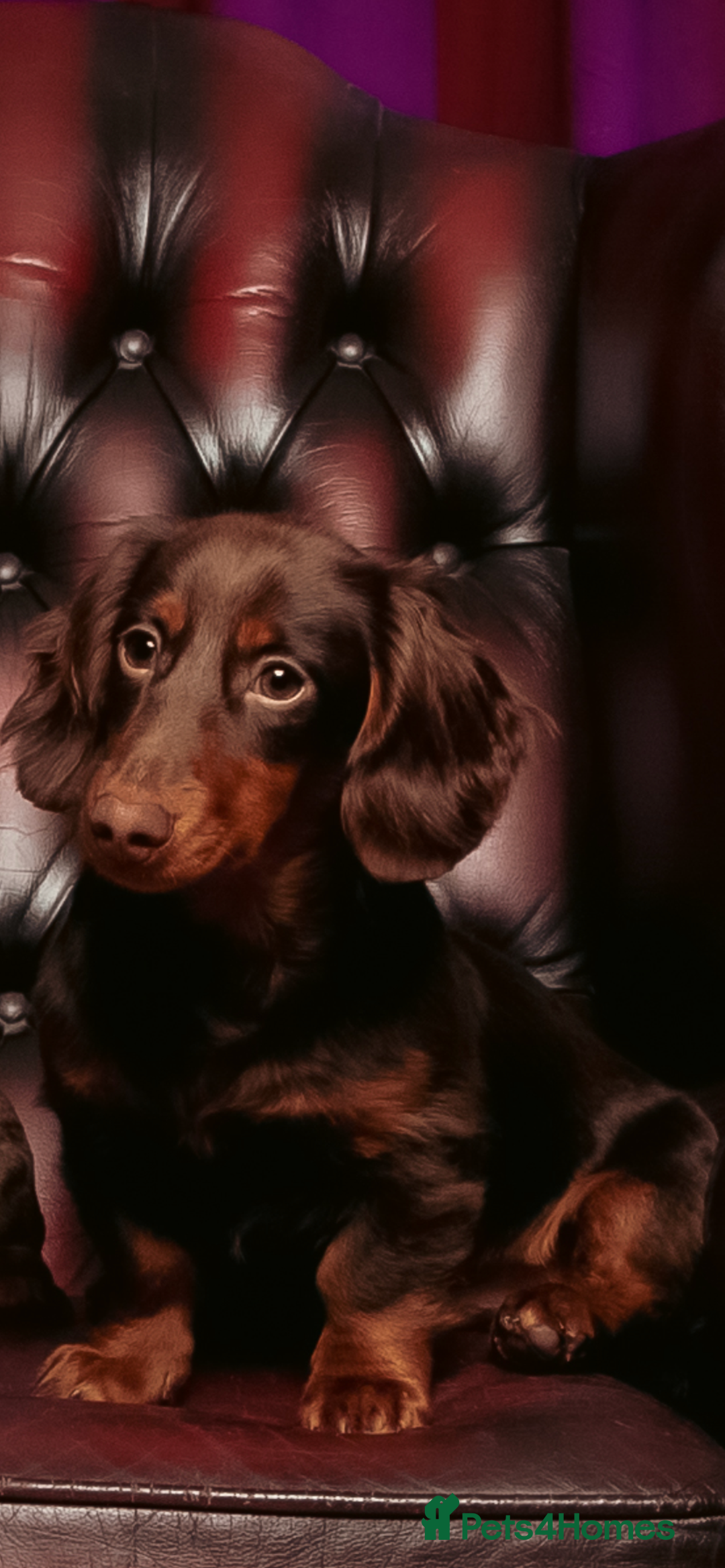 Miniature Dachshund dogs for stud: Rolo the long haired dachshund  in Pentre - Image 8