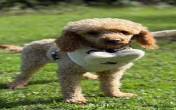 Miniature Poodle dogs for stud: ✨ Proven Toy Poodle Stud ✨ - Image 6