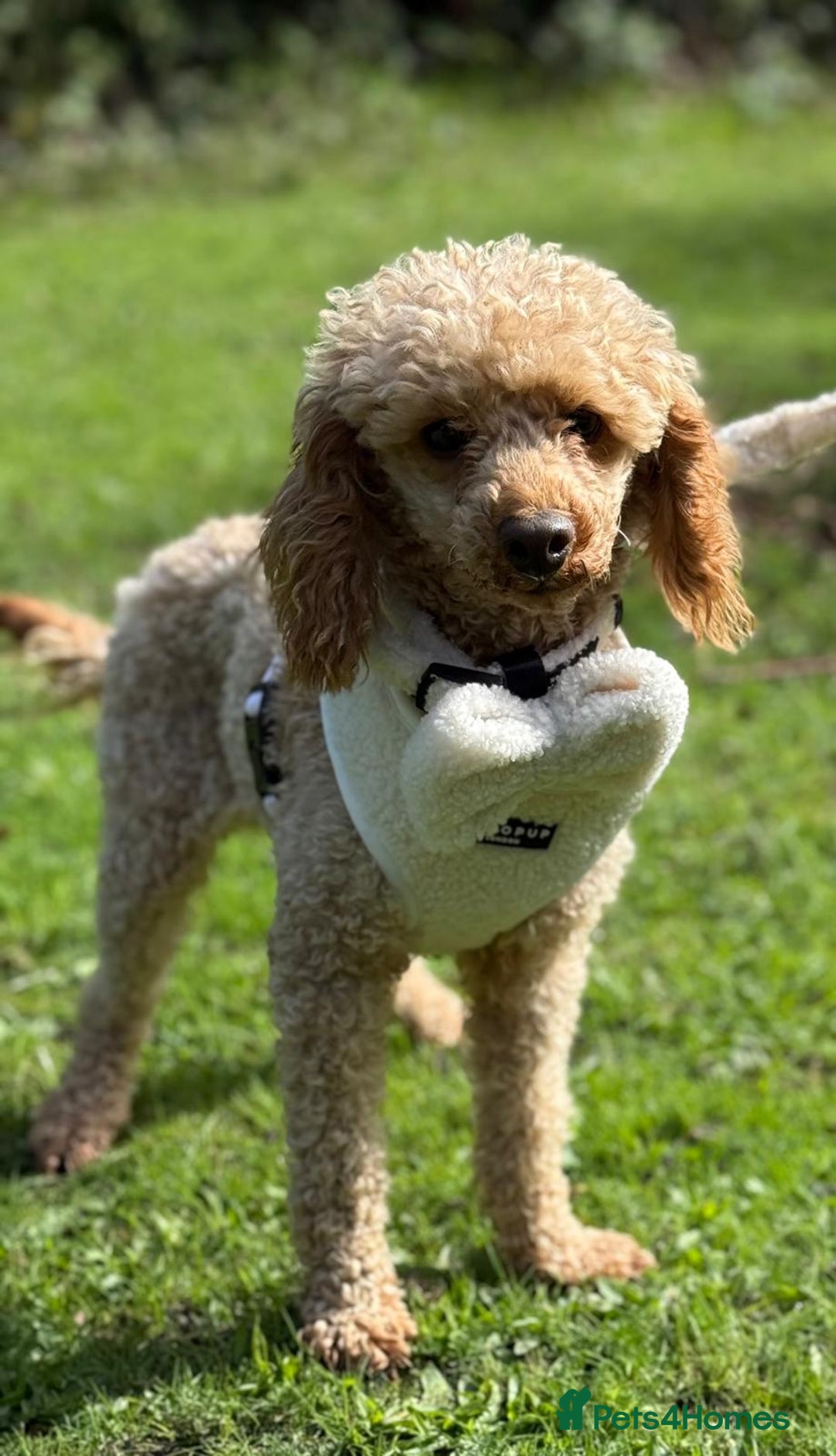 Miniature Poodle dogs for stud: ✨ Proven Toy Poodle Stud ✨ - Image 6