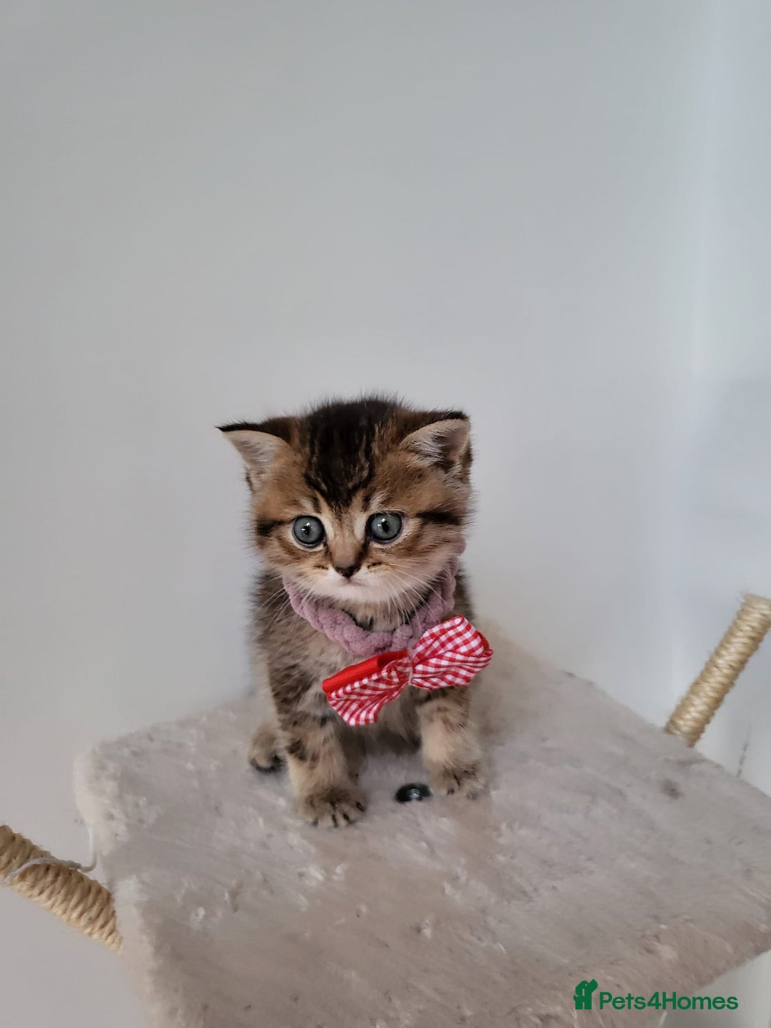 British Shorthair cats for sale:  **  **  **  ** BRITISH SHORTLY **  **  **  **   - Advert 10