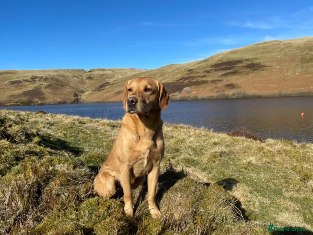 Labrador Retriever dogs for stud: Field Trial Champion Dark Yellow Labrador in Kinross - Advert 9