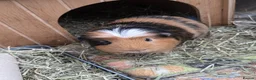 Guinea Pig rodents for sale: 3 guinea pig boys - 10 months old (bonded)  in Liverpool - Advert 6